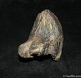 Large Unerupted Triceratops Tooth #1274-1